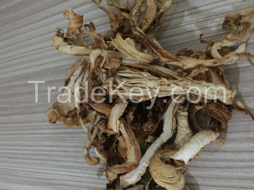 Oyster Mushroom powder or dried JAMURINDO