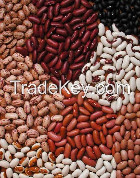 We supply all kind of kidney beans in huge quantity.