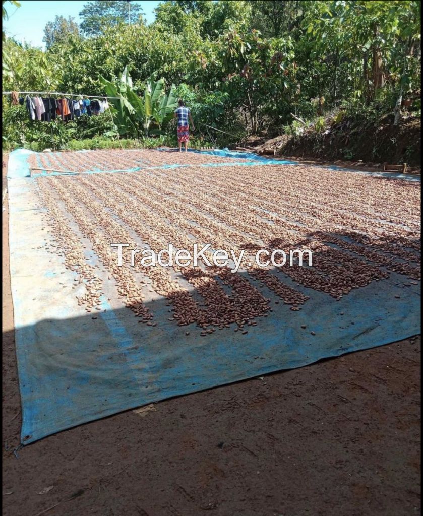 high quality cocoa beans dried Grade A