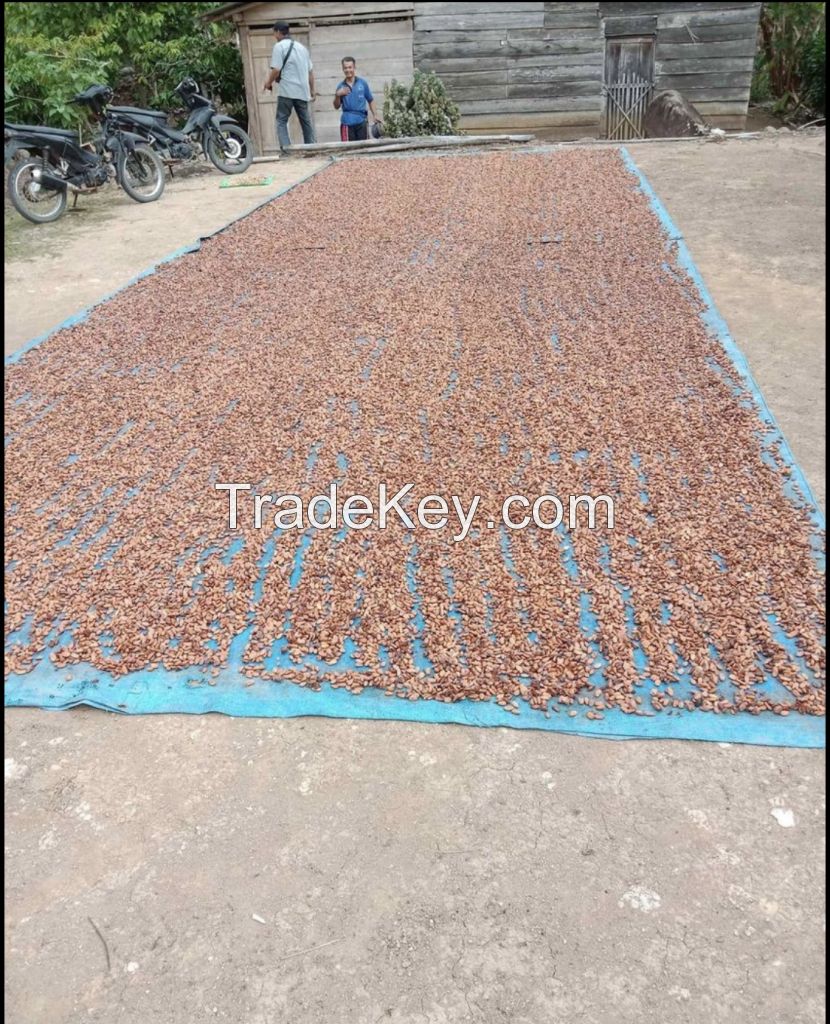 high quality cocoa beans dried Grade A