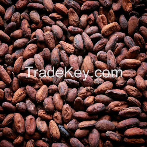 high quality cocoa beans dried Grade A