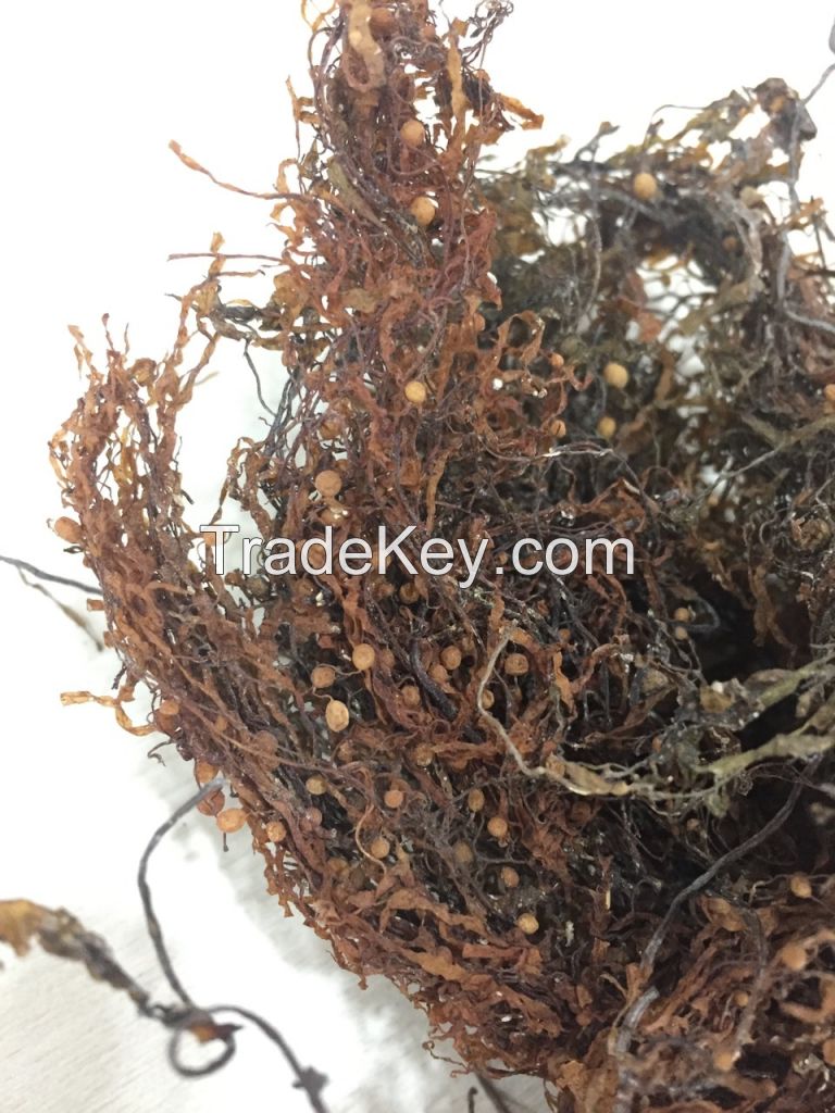 High Quality Seasoned Sargassum Seaweed Wholesale For Sale Made In Vietnam