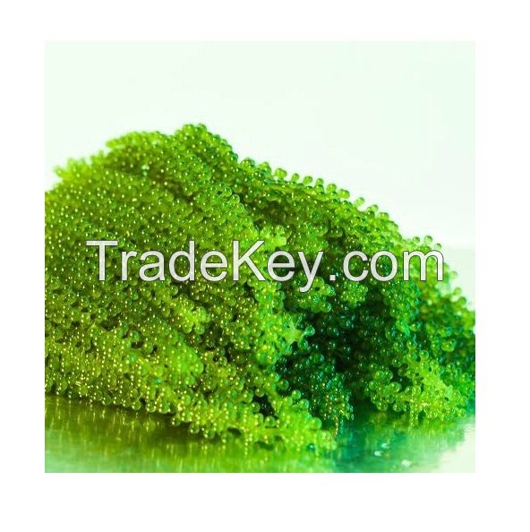 Best Selling Export Quality Vietnam Dehydrated Sea Grape Seaweed Safe And Healthy Food