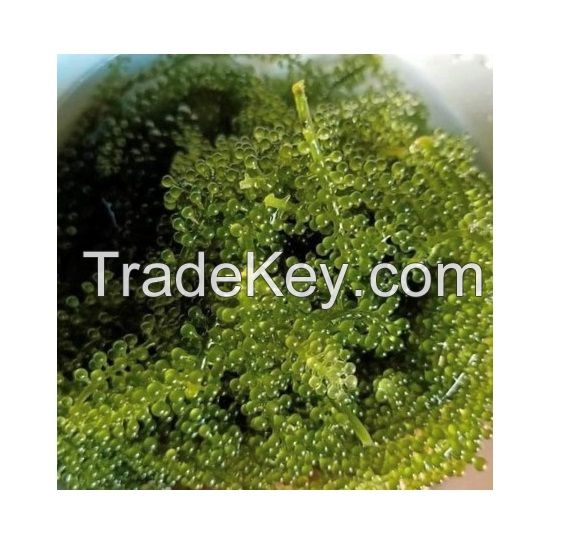 Best Selling Export Quality Vietnam Dehydrated Sea Grape Seaweed Safe And Healthy Food