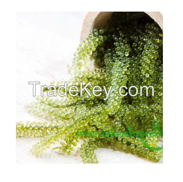 Best Selling Export Quality Vietnam Dehydrated Sea Grape Seaweed Safe And Healthy Food