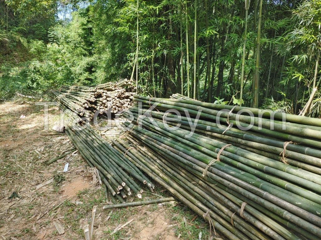 Solid dried bamboo poles for gardening and construction from Vietnam