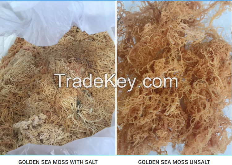 Wild crafted Irish Seamoss / Dried Sea moss from Vietnam