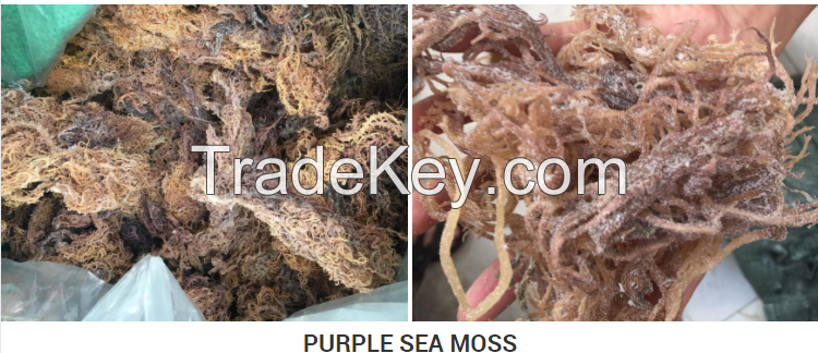 Wild crafted Irish Seamoss / Dried Sea moss from Vietnam