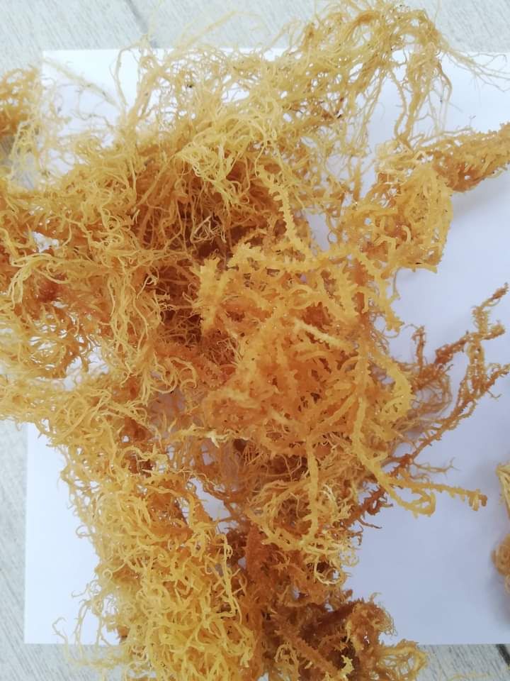 DRIED EUCHEUMA COTTONII / IRISH MOSS / SEAMOSS WITH LOWEST MOISTURES FROM VIETNAM