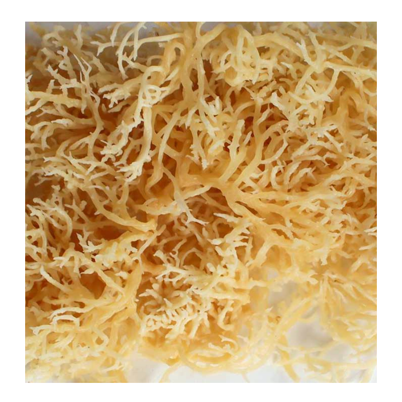 DRIED EUCHEUMA COTTONII / IRISH MOSS / SEAMOSS WITH LOWEST MOISTURES FROM VIETNAM