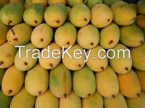 Pakistani Origin Fresh Mangoes