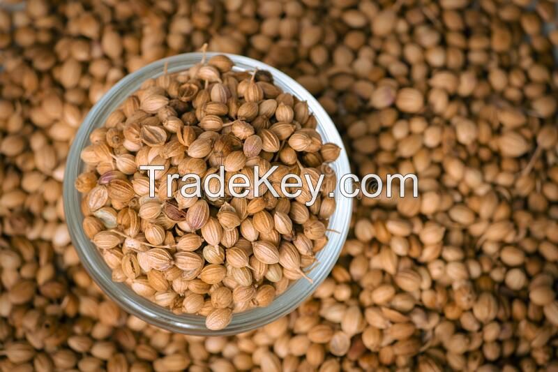 coriander