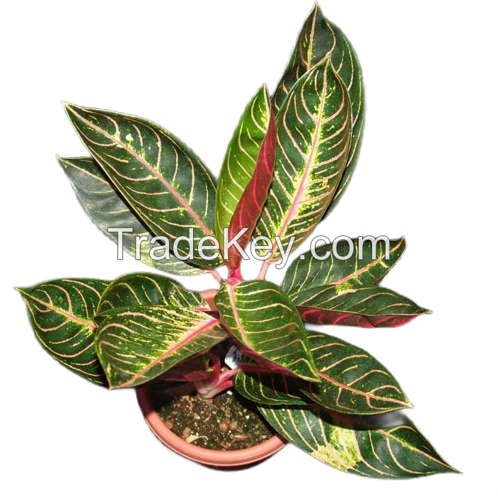 Aglonema Pride Of Sumatra (Live Ornamental Plant)