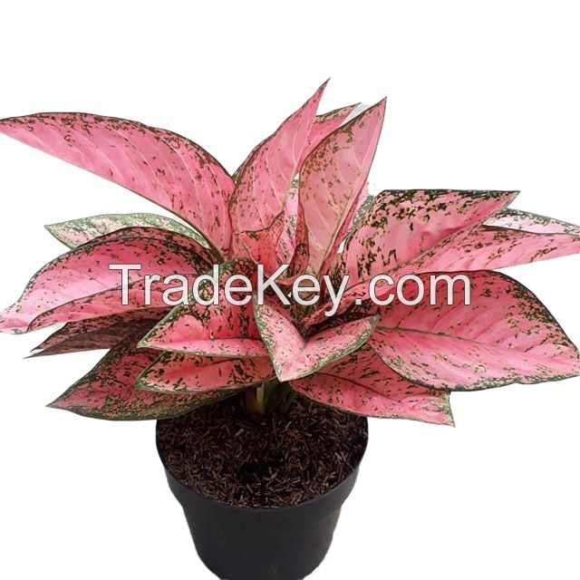 AGLONEMA PINK RUBY (Live Ornamental Plant)