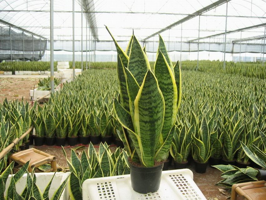 sansevieria