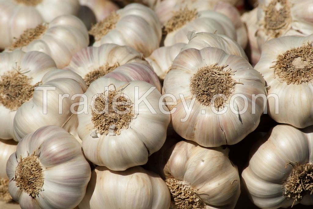 Garlic  - Allium Sativum