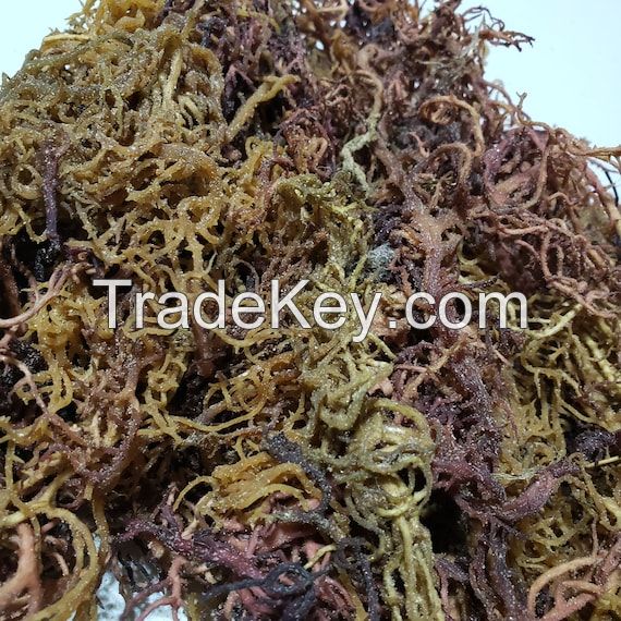 organic wildcraft sea moss