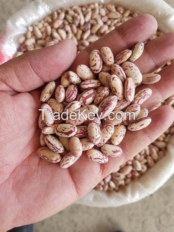 Mung Beans Sugar Beans Sparkled Beans High Quality