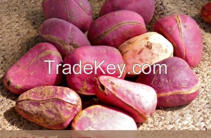 Kola nut 