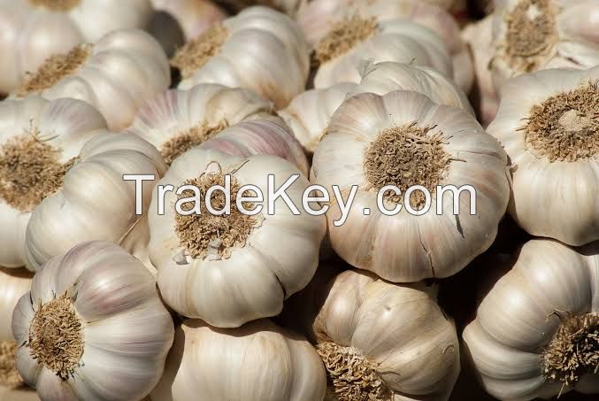Dry garlic