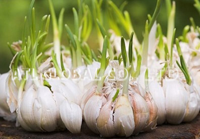 BEST PRICE Frozen Garlic with high quality from Vietnam