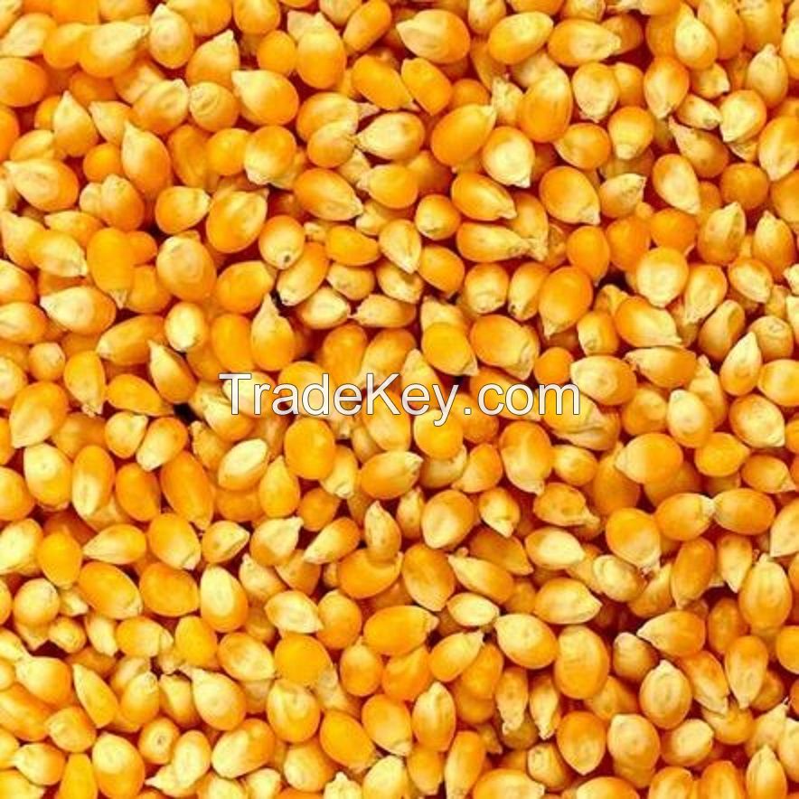 Dried Yellow Maize Seeds