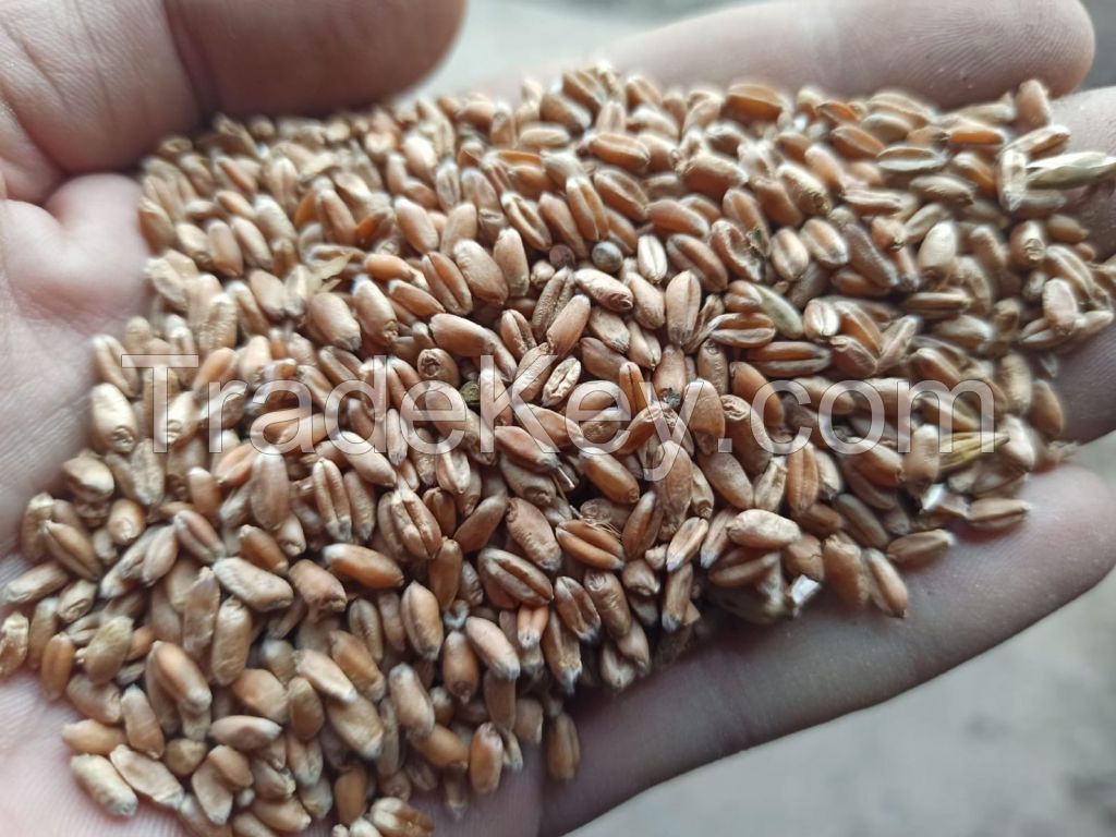 Milling wheat