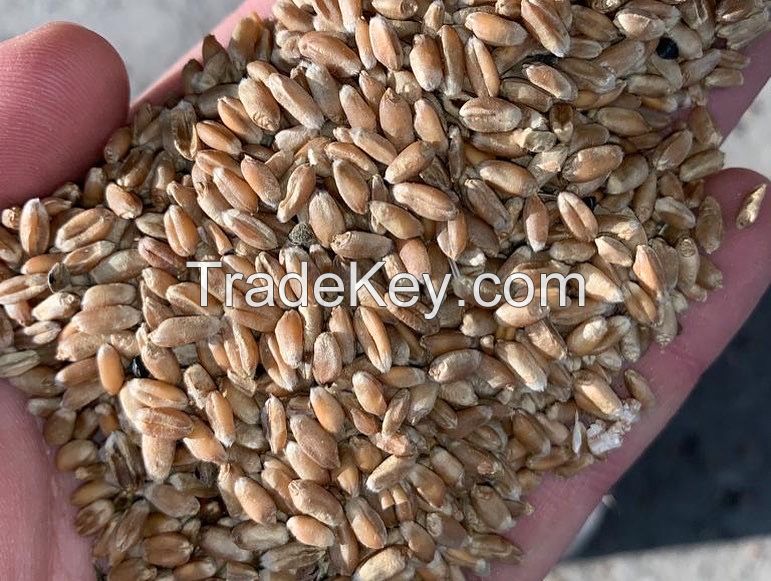 Feed wheat Ukraine origin