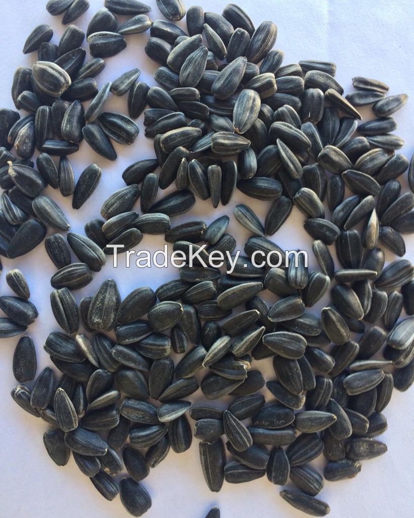 Sunflower seeds for confectionary LAKOMKA
