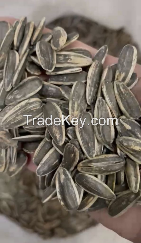 Sunflower seeds type 361 Ukraine origin