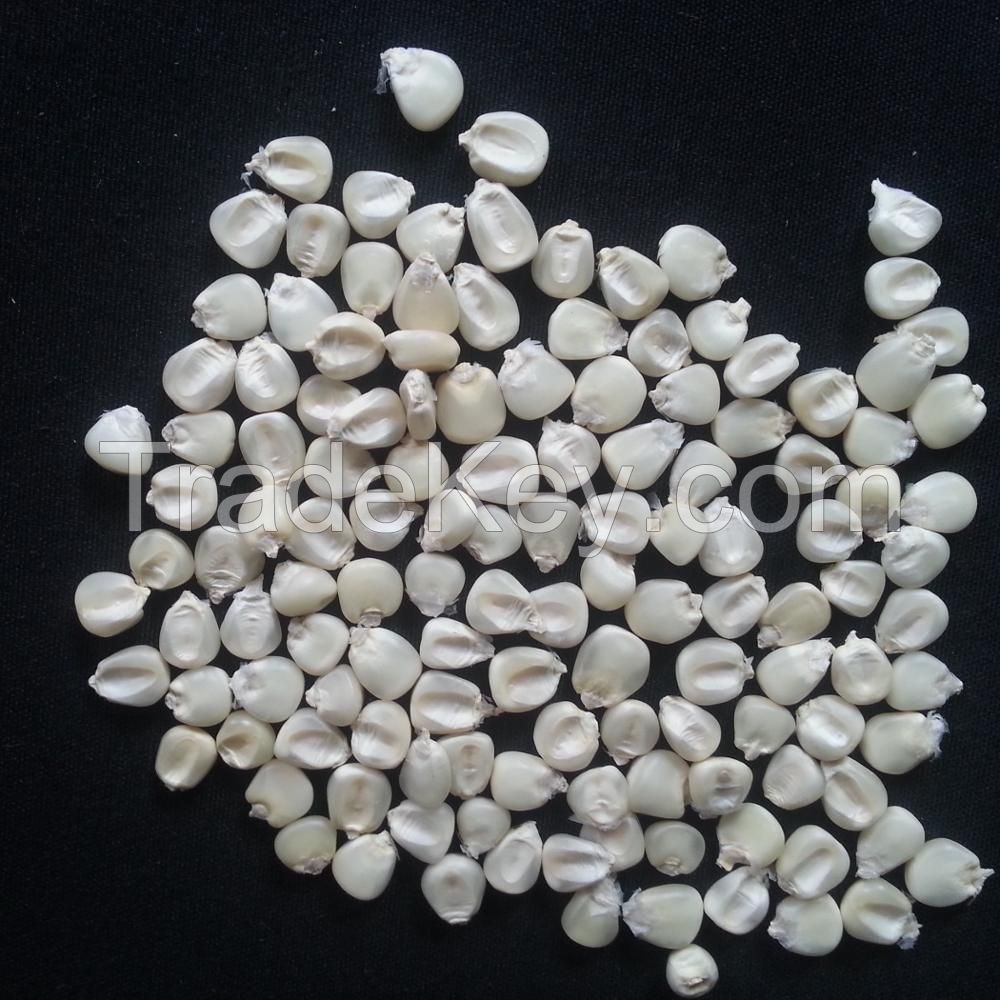 wholesale Nutritive white corn / maize