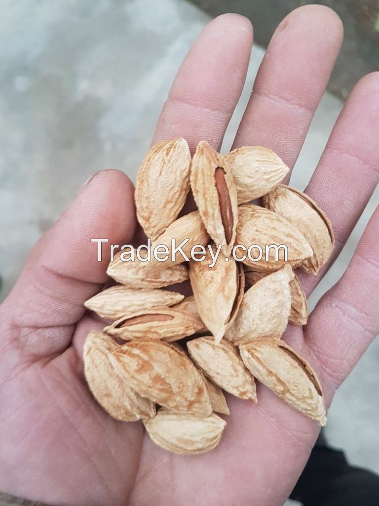 Wholesale 25 kg organic dried  Almond nuts natural almond