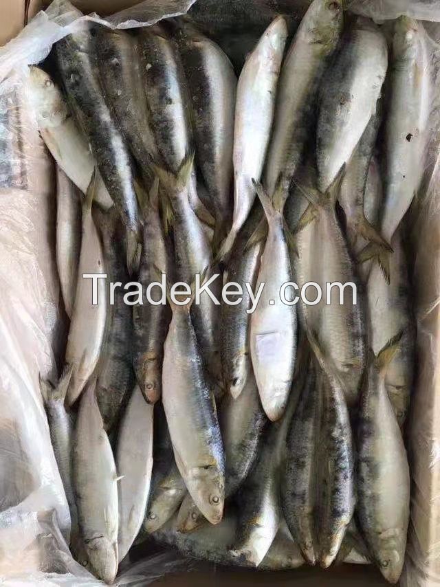 Frozen Fresh Sardine fish Seafood Wholesale Price 100% Exportable Top Quality