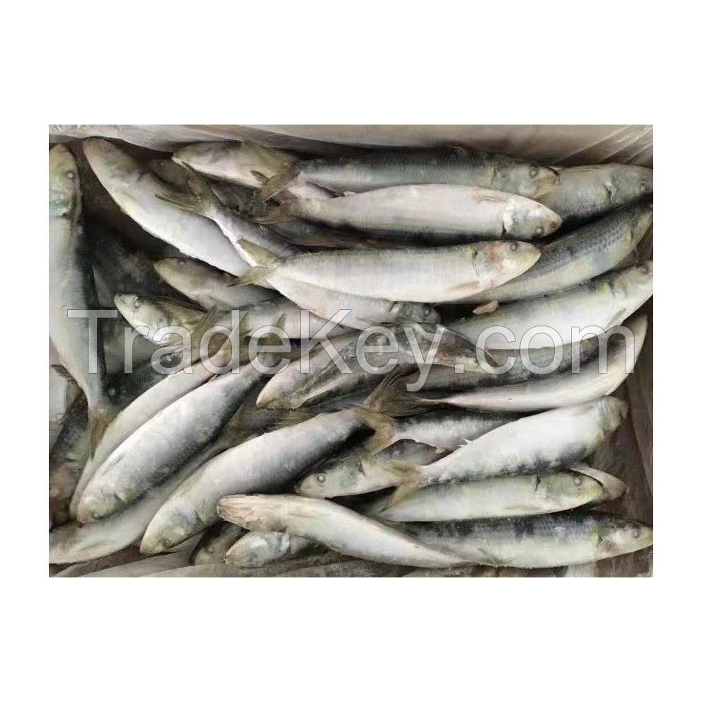 Frozen Fresh Sardine fish Seafood Wholesale Price 100% Exportable Top Quality