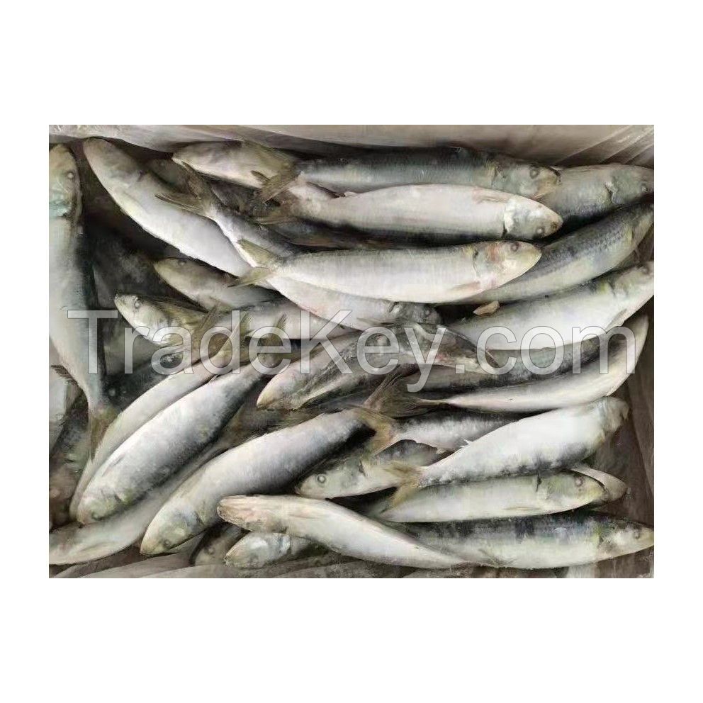 Frozen Fresh Sardine fish Seafood Wholesale Price 100% Exportable Top Quality 