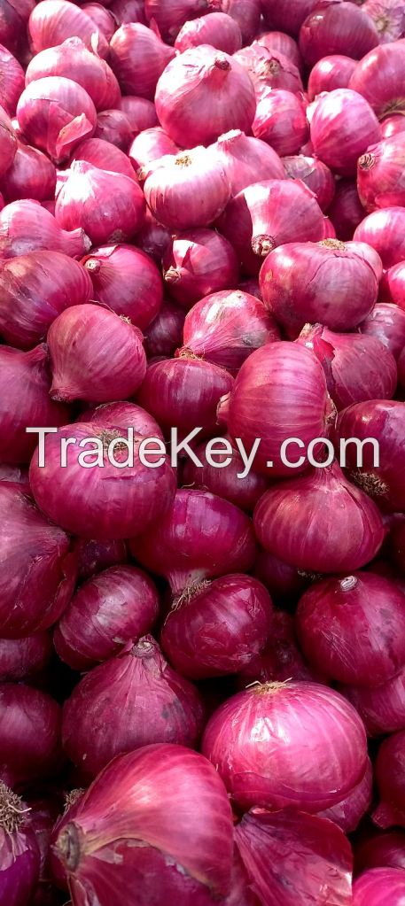 Best Quality Wholesale cheap Price Fresh Red Onion