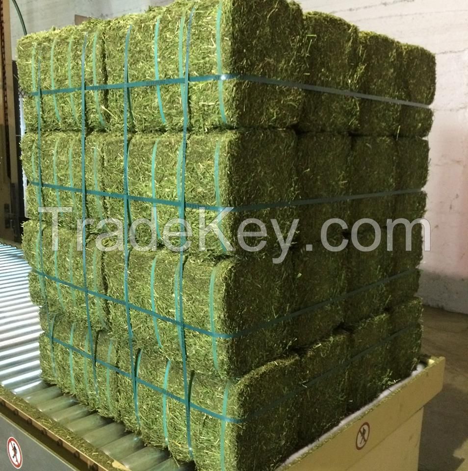 Super Top Quality Alfafa Hay for Animal Feeding Stuff Alfalfa / Timothy / Alfalfa Hay for Sale