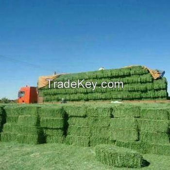 Super Top Quality Alfafa Hay for Animal Feeding Stuff Alfalfa / Timothy / Alfalfa Hay for Sale