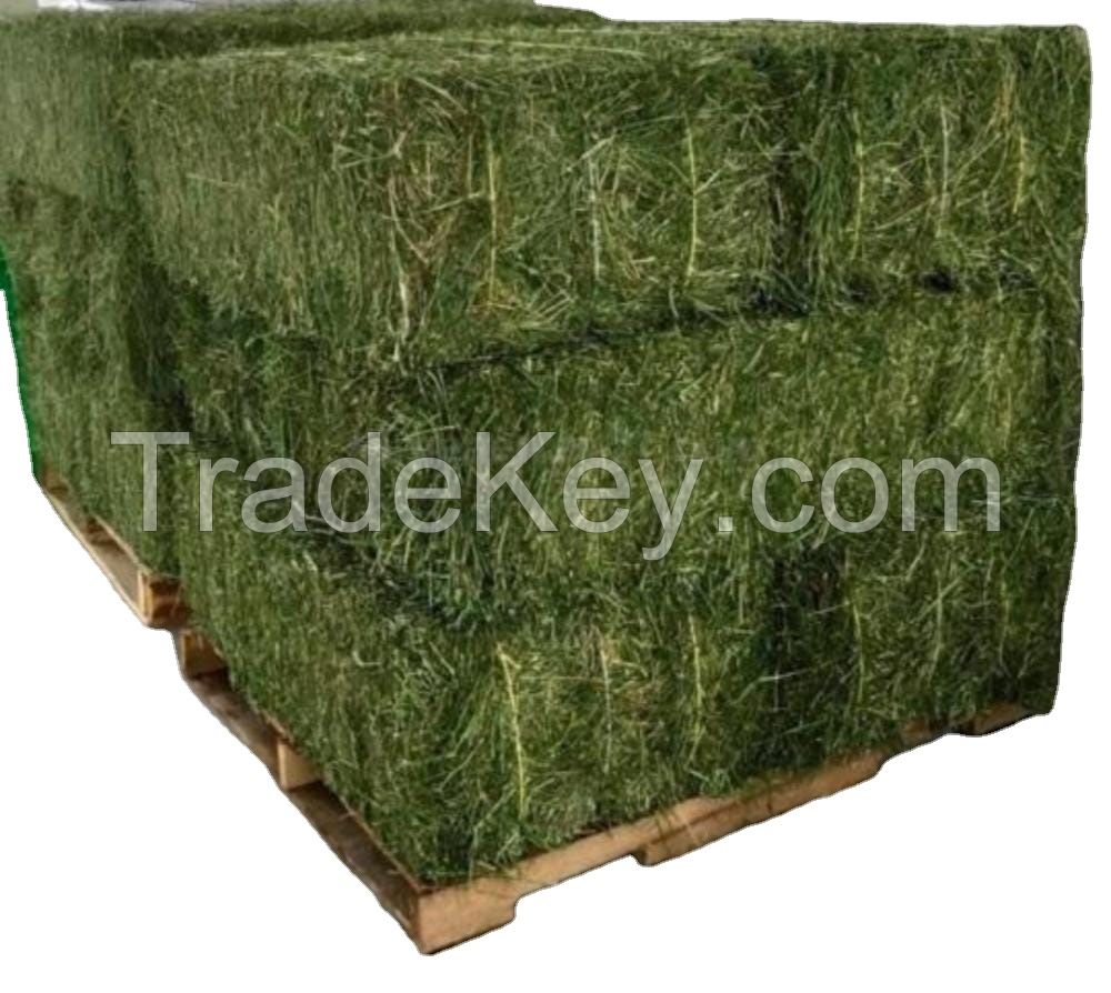 Super Top Quality Alfafa Hay for Animal Feeding Stuff Alfalfa / Timothy / Alfalfa Hay for Sale