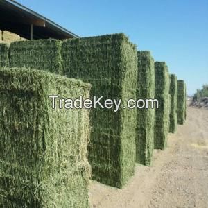 Alfafa Hay Animal Feeding Stuff Alfalfa, hay/alfalfa hay pellets Timothy Hay/ Alfafa in Bales Best Super Top Quality