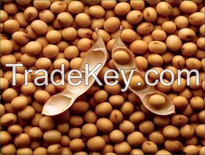 Soya beans 