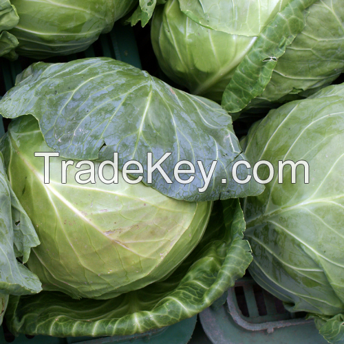 FRESH CABBAGE