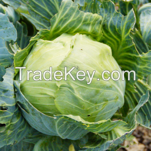 FRESH CABBAGE