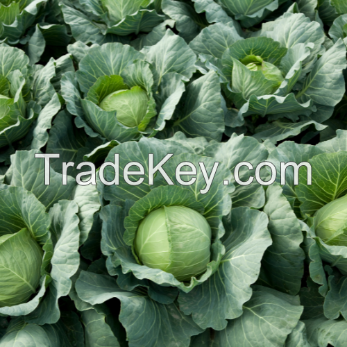 FRESH CABBAGE