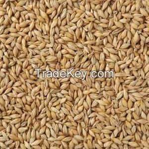 Barley 