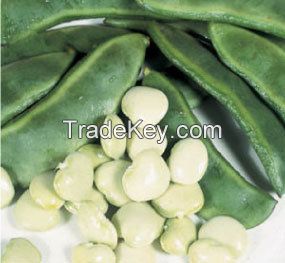 Lima Beans