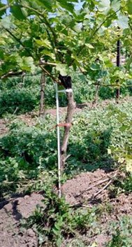 fiberglass rods as tree stakes, nursery stakes, vineyard stake