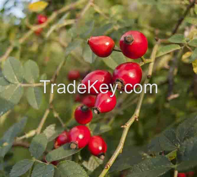 Rosehips Dried Berries Whole