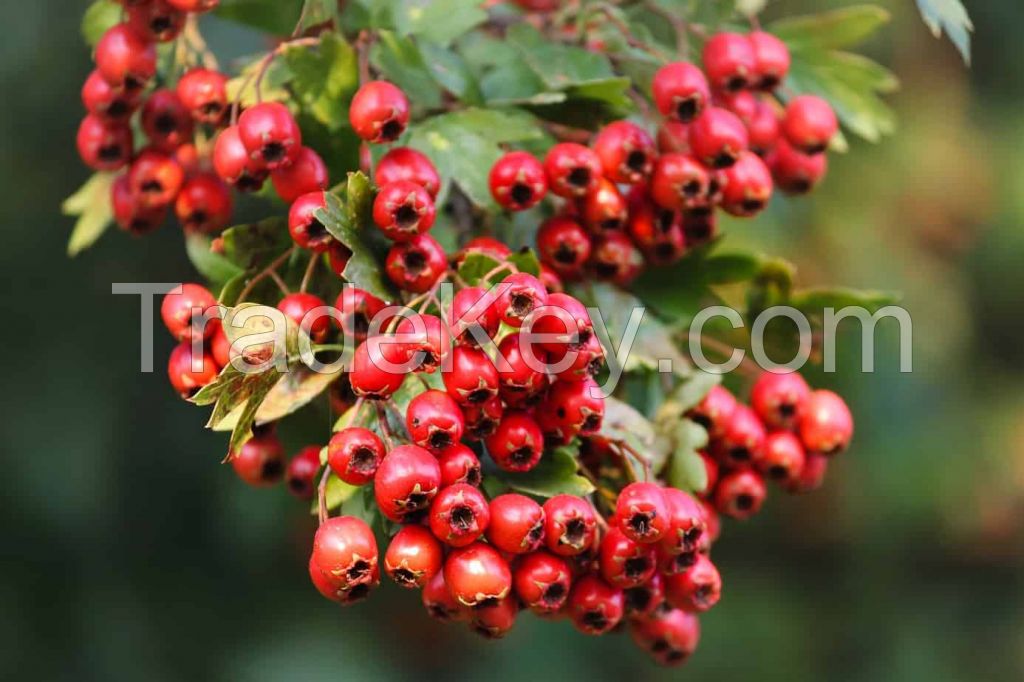 Hawthorn Berries Whole