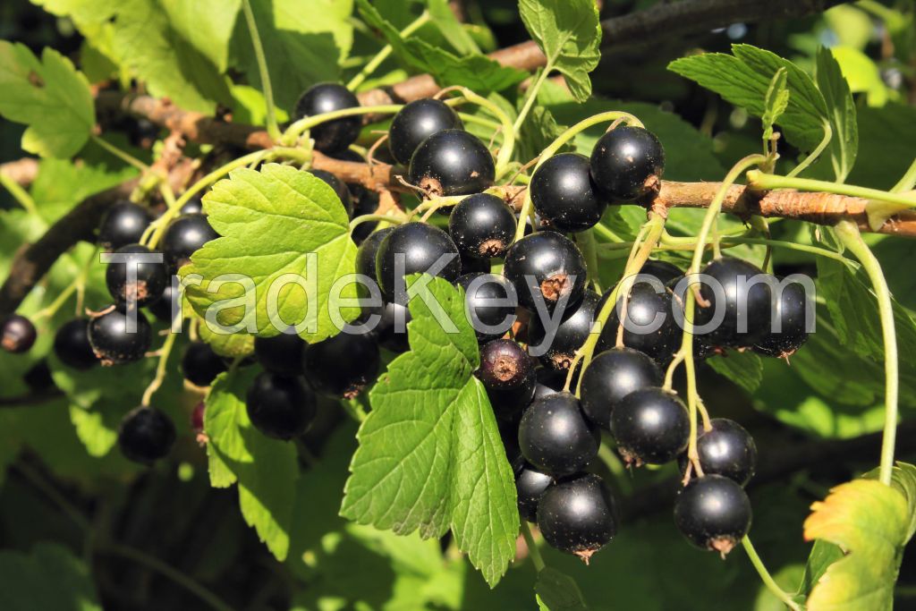 Blackcurrant Dried Berries Whole